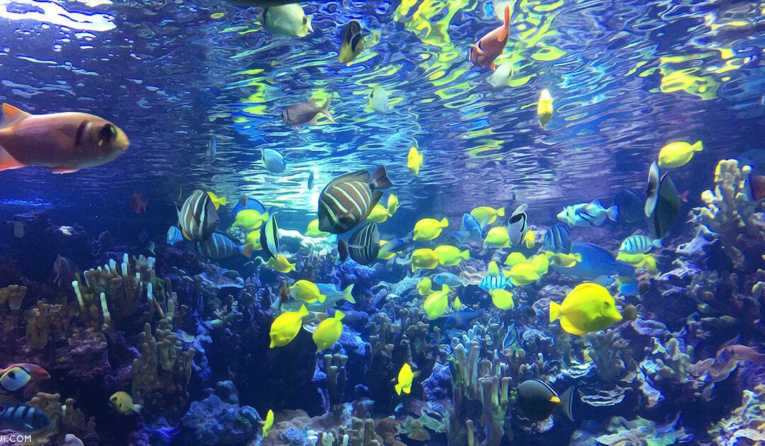 Maui Ocean Center